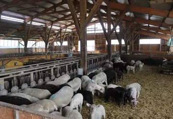 L'atelier technique Eurosheep s'est tenu sur le site de Fedatest en Haute-Loire. Les participants ont pu visiter cet outil indispensable pour la production ovine.