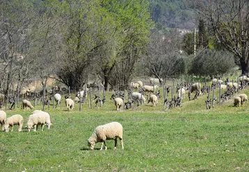 En Savoie, les éleveurs ovins s'intéressent au pâturage dans les vignes. Une pratique nouvelle pour la région, qui permettrait de faire face au manque de fourrage.