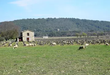 Viticulture et pastoralisme vont bien ensemble, les ovins remplaçant un recours à la mécanisation ou aux herbicides et profitant de cette ressource fourragère complémentaire.