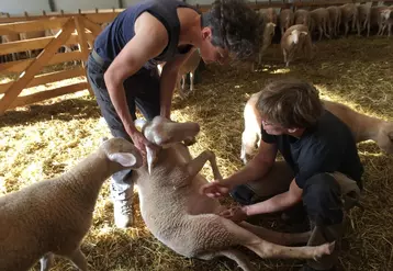 Cécile et Loan Jansen-Mulon sont installées depuis septembre 2020 en Aveyron en production ovine, lait et viande, et caprine.