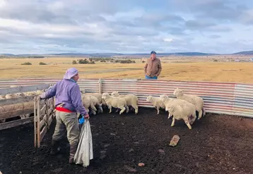 Les moutons sont la plupart du temps livrés à eux-mêmes en Patagonie. Ce n'est qu'à l'occasion de la señalada qu'ils sont regroupés pour être comptés, traités, ...