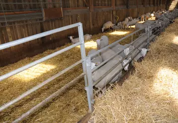 Le rayonnement direct sur l'aire de vie des animaux est à éviter car les ovins supportent mal l'excès de luminosité et vont s'entasser dans les zones d'ombre.