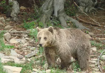La consultation publique sur le projet d’arrêté concernant les mesures d’effarouchement de l’ours brun dans les Pyrénées pour prévenir les dommages aux troupeaux est en cours.