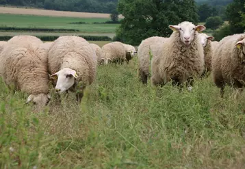 La Blanche des Causses, ou F1 46, est le fruit du croisement entre une brebis Causses du Lot et un bélier Île de France. Elle permet de produire des agneaux mieux ...