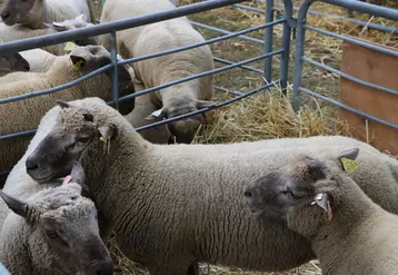 Les agneaux issus des meilleurs béliers étaient engraissés en 6 jours, voire en 12, de moins que les agneaux issus de béliers à moins haute valeur génétique.
