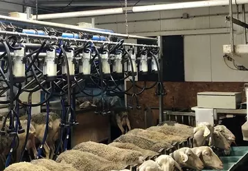 Huit jours suffisent aux agnelles pour s'habituer à venir en salle de traite et être manipulées.