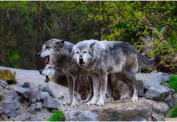 Trois loups