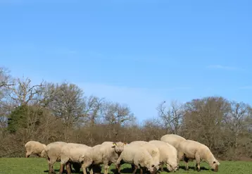 Améliorer la performance environnementale de l'élevage ovin lait et viande est l'objectif du programme Life Green Sheep.