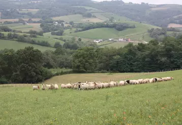 Les éleveurs de brebis laitières des Pyrénées-Atlantiques s'investissent pour trouver des pistes d'adaptation de leur activité face au changement climatique.