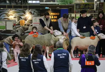 Le ring ovin a accueilli 13 concours de races, ainsi que le trophée laine.