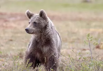 Jeune ours brun dans la nature