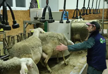 Eleveur s'occupant des brebis laitières en salle de traite