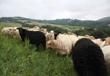 Moutons dans une prairie