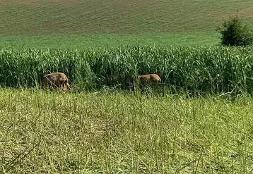 Brebis laitières au pâturage dans su sorgho.