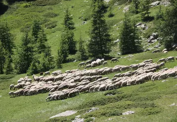 Troupeau de moutons en montagne
