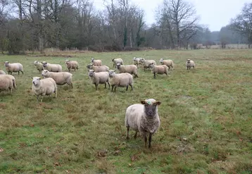 Moutons au pâturage