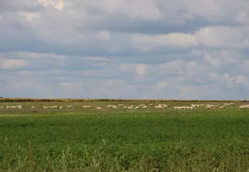 Ovins pâturant dans un champ de l'Aube
