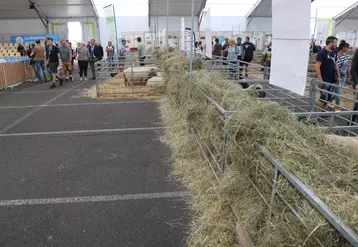 Pôle ovin au Sommet de l'Elevage 2023
