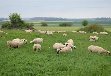 <em class="placeholder">Moutons au pâturage</em>