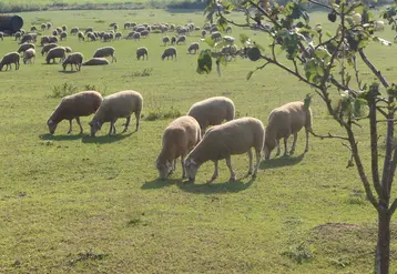 <em class="placeholder">Moutons Kamienic de Pologne</em>