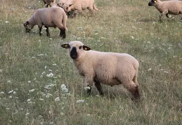 <em class="placeholder">Agneau engraissé à l&#039;herbe</em>