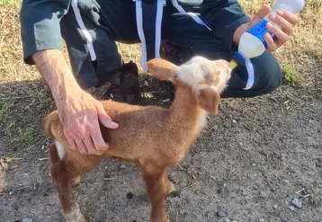 <em class="placeholder">Agneau tétant un biberon de colostrum</em>