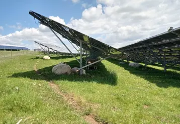 Moutons pâturant sous des panneaux solaires.