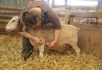 <em class="placeholder">Vaccination d&#039;une brebis</em>