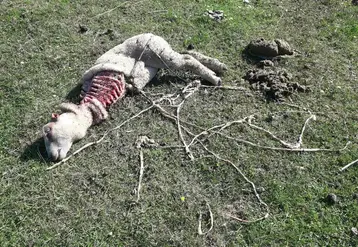 <em class="placeholder">En 2024, ce sont encore 12 000 brebis tuées par les loups. Face à ce constat, difficile pour la profession de croire à une diminution de la population lupine en France.</em>
