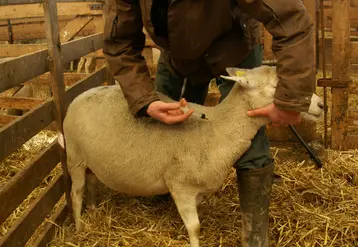 Eleveur vaccinant une brebis.