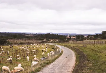 <em class="placeholder">La route longe la parcelle où pâturent les brebis</em>