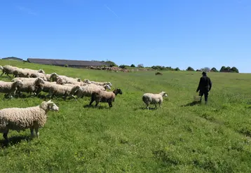 <em class="placeholder">Brebis au pâturage</em>