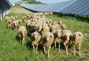 <em class="placeholder">La FNO, propose l&#039;examen d&#039;un projet agrivoltaïque afin de rendre un avis technique.</em>