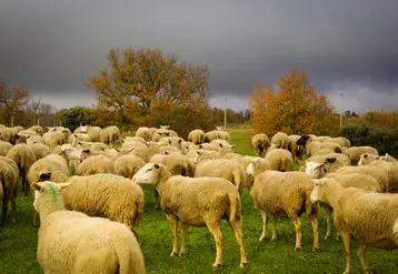 <em class="placeholder">Moutons pâturant sur une zone humide de l&#039;Aude.</em>