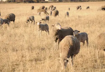 Brebis au pâturage en été