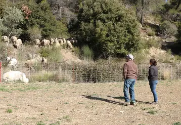 <em class="placeholder">Eleveur et technicien observent le troupeau de moutons</em>