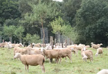 Cactus est une solution de protection des arbres en situation de pâturage d'ovins, caprins, bovins, équins et contre la faune sauvage.