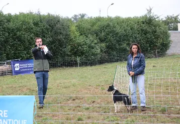Vente aux enchères de chiens de conduite Border Collie.