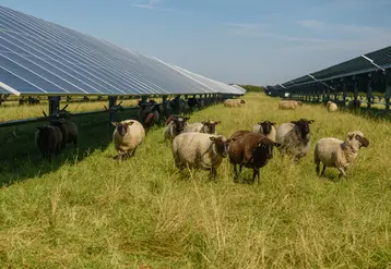 <em class="placeholder">Moutons pâturant dans une centrale agrivoltaïque</em>