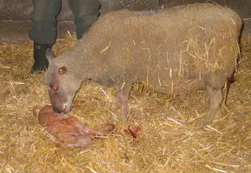 <em class="placeholder">Brebis et agneau tout juste né</em>