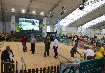 Concours national Southdown au pôle ovin du Sommet de l'Elevage 2025.