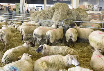 Dans le hall ovin du salon agrimax, des brebis mangent du fourrage disposé en tas.