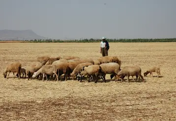 <em class="placeholder">Moutons et éleveur au Maroc</em>