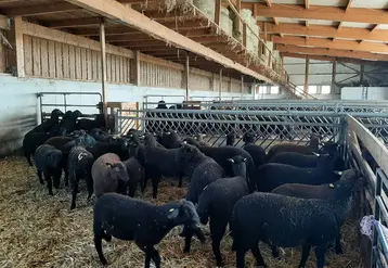 <em class="placeholder">Brebis Brun noir du Jura dans une bergerie en Autriche</em>