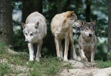 Trois loups