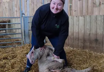 Une conseillère fait l'examen d'une brebis.