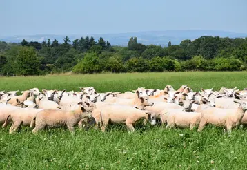 Un troupeau d'ovins pâture.
