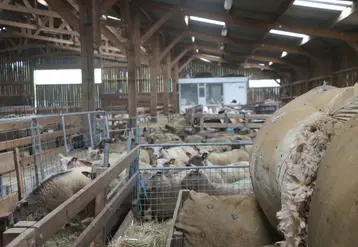 <em class="placeholder">Des curons de laine sont entassés dans une bergerie.</em>