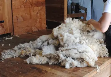 <em class="placeholder">Un tas de laine sur le plancher d'une salle de tonte est manipulé par une ramasseuse de laine.</em>