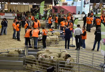 Le ring où se déroulent les Ovinpiades 2026